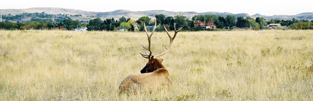 Elk in a field